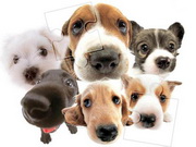 Cute Dog Jigsaw